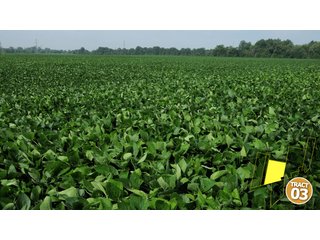Property photo 22 - 470 Acres Mostly Productive Tillable Land - 6 Tracts